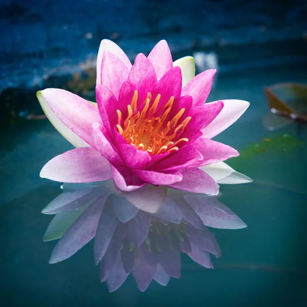 Närbild av vackra rosa Lotus, näckros — Stockfoto