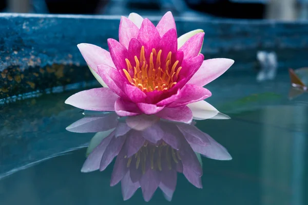 Close-up van de mooie roze Lotus, Waterlelie — Stockfoto