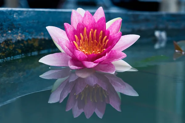 Nahaufnahme schöne rosa Lotus, Seerose — Stockfoto