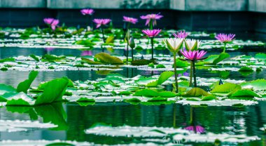 güzel pembe lotus gölet nilüfer