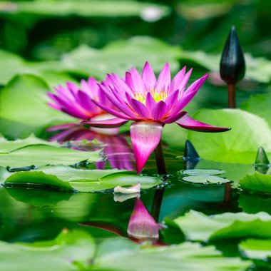 Güzel pembe lotus veya nilüfer gölet