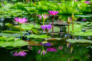 Güzel pembe lotus veya nilüfer gölet