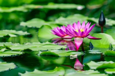 Güzel pembe lotus veya nilüfer gölet