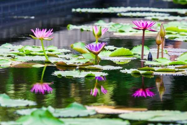 Schöne rosa Lotusseerose im Teich — Stockfoto