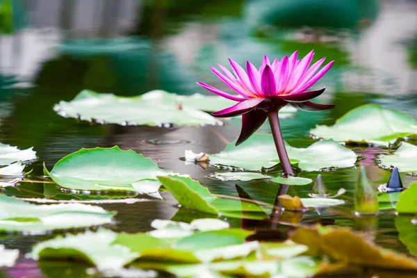 Hermosa rosa lirio de agua de loto en el estanque — Foto de Stock