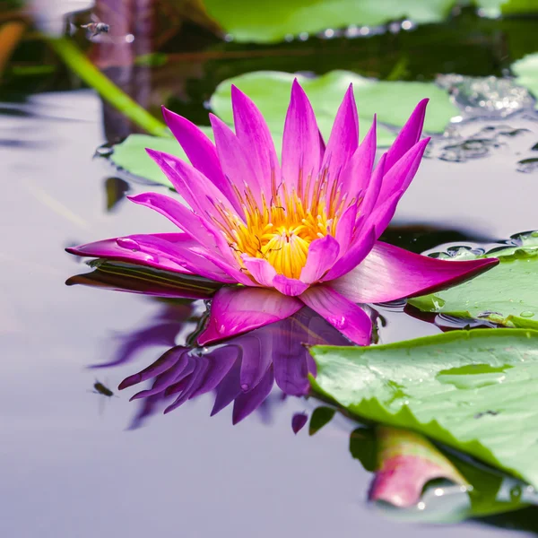 Hermoso loto rosa o lirio de agua en el estanque —  Fotos de Stock