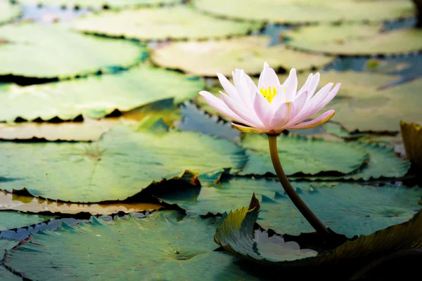 Rosa Lotus oder Seerose im Teich — Stockfoto