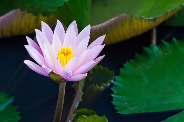 Pink lotus or water lily in pond — Stock Photo, Image