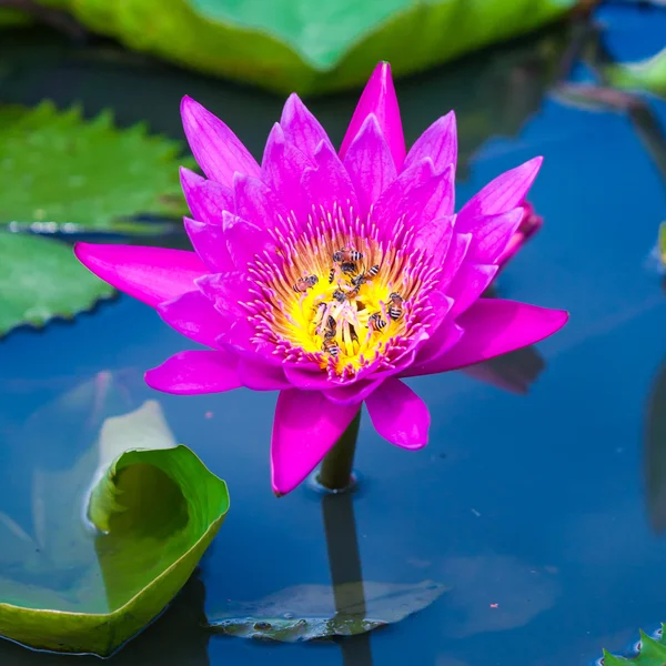 Pink lotus or water lily in pond — Stock Photo, Image