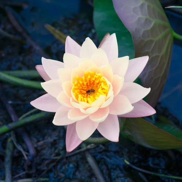 Rosa Lotus oder Seerose im Teich — Stockfoto