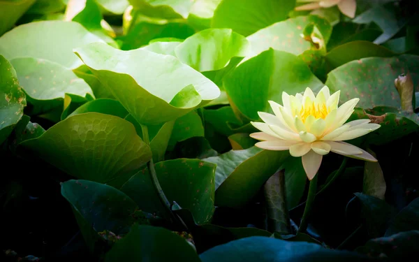 Gelber Lotus oder Seerose im Teich — Stockfoto