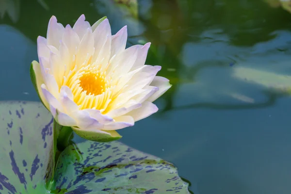 Schöne Lotus- oder Seerose im Teich — Stockfoto