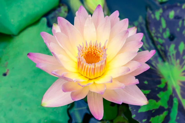 Hermoso loto o lirio de agua en el estanque —  Fotos de Stock