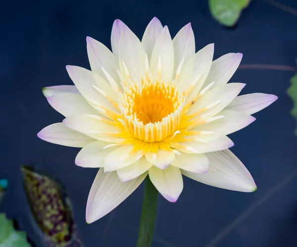 Beautiful lotus or water lily in pond — Stock Photo, Image
