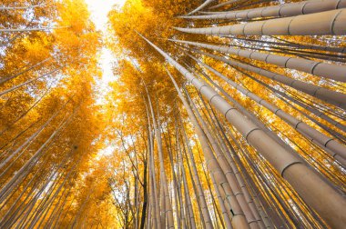 Bamboo grove, bamboo forest at Arashiyama, Kyoto, Japan in autum clipart