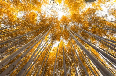Bambu grove, Arashiyama, Kyoto, Japonya Tortum'bambu ormanı