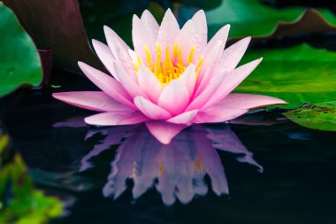 Güzel pembe lotus veya nilüfer gölet