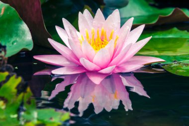 Güzel pembe lotus veya nilüfer gölet