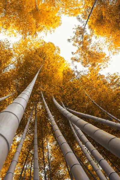 Bosque de bambu, floresta de bambu em Arashiyama, Kyoto, Japão — Fotografia de Stock