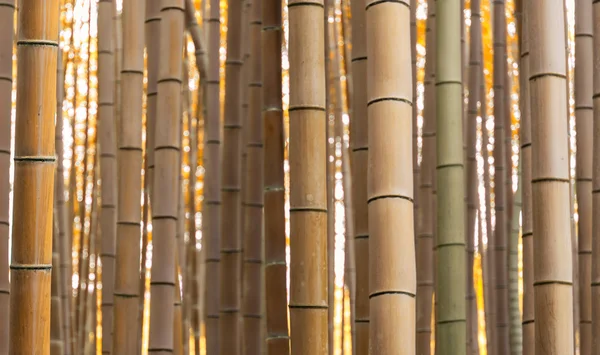 Padrão de floresta de bambu no outono — Fotografia de Stock