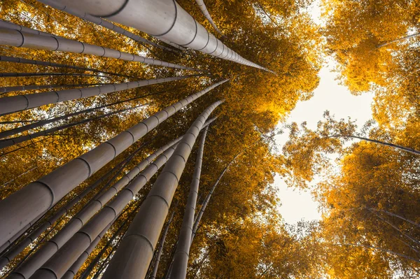 Бамбуковая роща, бамбуковый лес в Арашияме, Киото, Япония осенью — стоковое фото