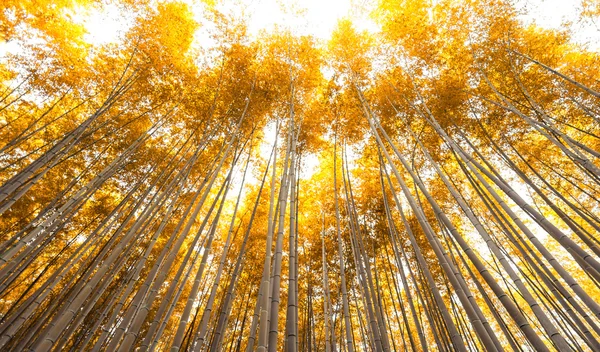 Bambusowy gaj, Las bambusowy Arashiyama, Kyoto, Japonia w autum — Zdjęcie stockowe