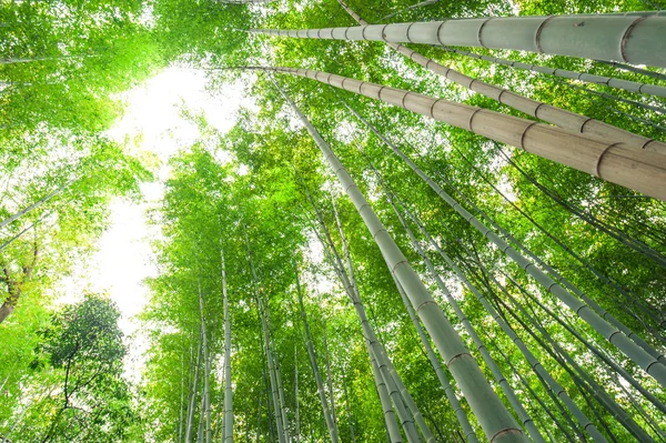 Bambusowy gaj, bambusowym lesie w arashiyama, Kioto, Japonia — Zdjęcie stockowe