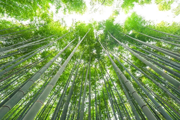 Bosque de bambu, floresta de bambu em Arashiyama, Kyoto, Japão — Fotografia de Stock