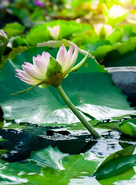 Güzel, lotus veya nilüfer gölet — Stok fotoğraf