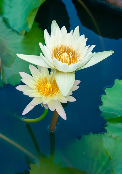 Pięknego białego lotosu i lilii wodnej w stawie — Zdjęcie stockowe