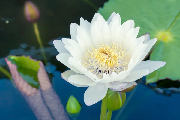 Schöner weißer Lotus oder Seerose im Teich — Stockfoto