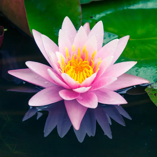 Schöne rosa Lotus oder Seerose im Teich — Stockfoto