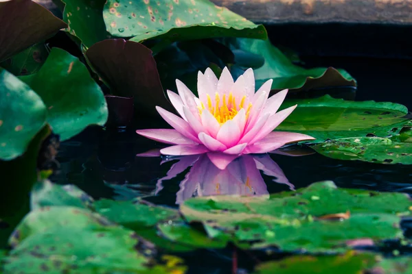 Hermoso loto rosa o lirio de agua en el estanque — Foto de Stock