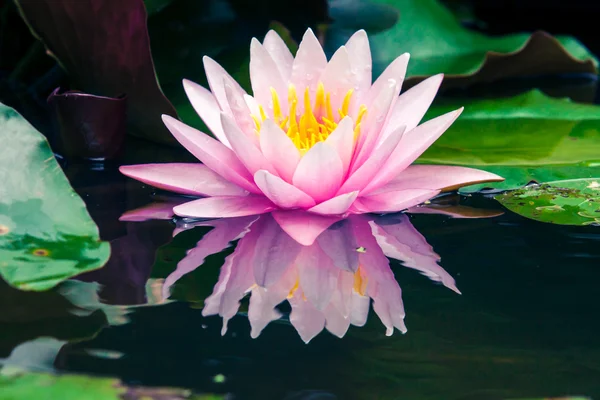 Beautiful pink lotus or water lily in pond — Stock Photo, Image