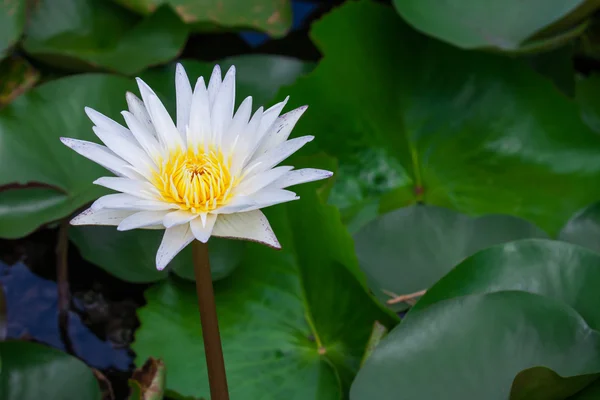 Beautiful white lotus or water lily in pond — Stock Photo, Image