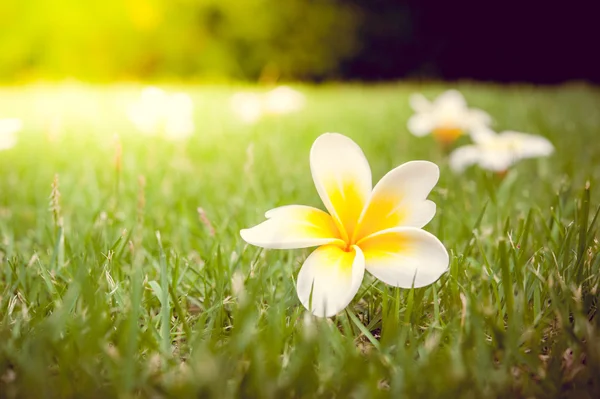 Plumeria flor em tom quente vintage — Fotografia de Stock