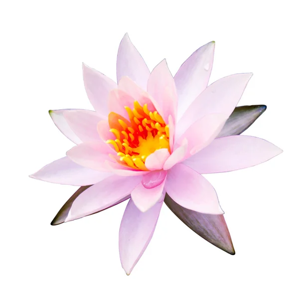 A beautiful pink waterlily or lotus flower on isolated white bac — Stock Photo, Image