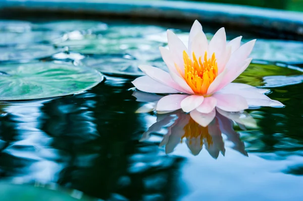 Krásná růžová lilie nebo lotosový květ v rybníku — Stock fotografie
