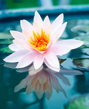 Havuzda bir güzel pembe nilüfer veya lotus çiçeği