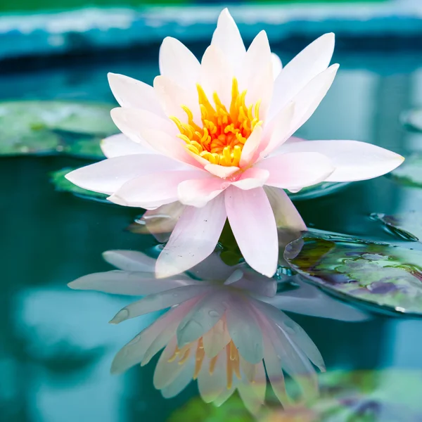 Piękny różowy kwiat lilia wodna lub Lotos w stawie — Zdjęcie stockowe