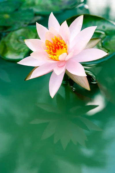 Egy gyönyörű rózsaszín tavirózsa vagy a lótusz virág a tóban — Stock Fotó