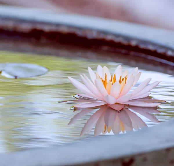 Uma bela flor de lótus ou lírio rosa na lagoa foto do vintage — Fotografia de Stock