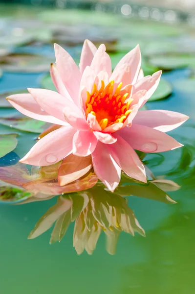 Vacker rosa näckros eller lotusblomma i damm — Stockfoto