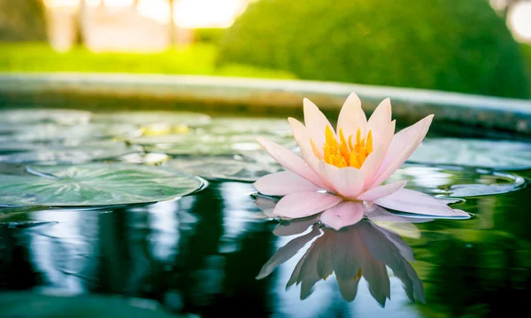 Hermosa flor de agua rosa o flor de loto en el estanque — Foto de Stock