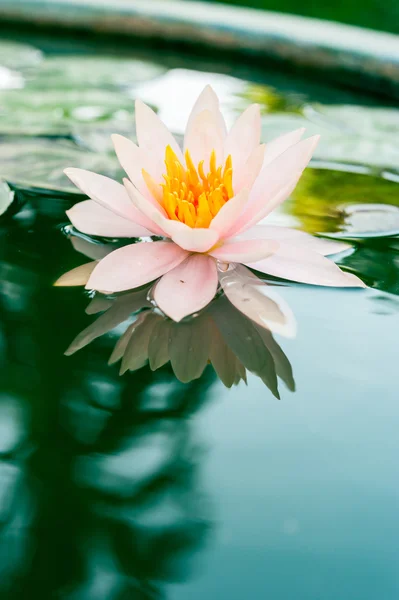 Piękny różowy kwiat lilii wodnej lub lotosu w stawie — Zdjęcie stockowe