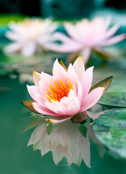 Beautiful pink waterlily or lotus flower in pond — Stock Photo, Image