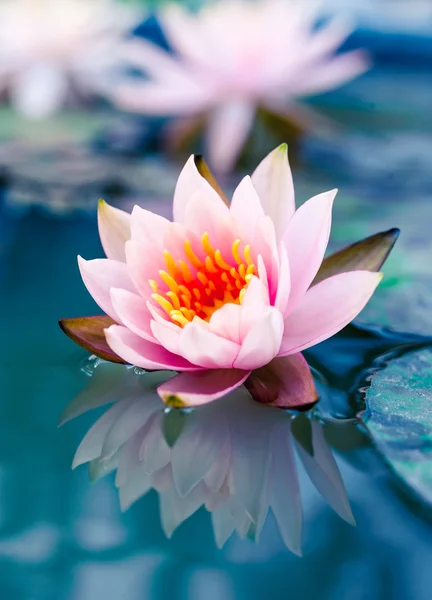 Красива рожева лілія або квітка лотоса в ставку — стокове фото