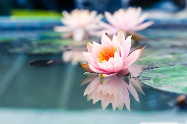 Schöne rosa Seerose oder Lotusblume im Teich — Stockfoto