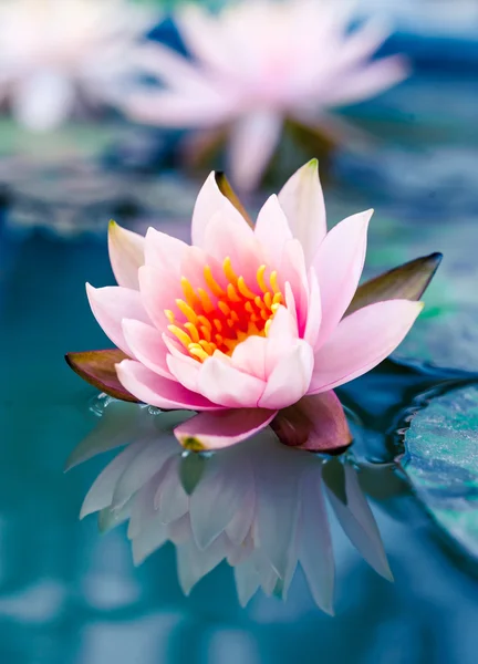 Bonito rosa waterlily ou flor de lótus na lagoa Fotografias De Stock Royalty-Free