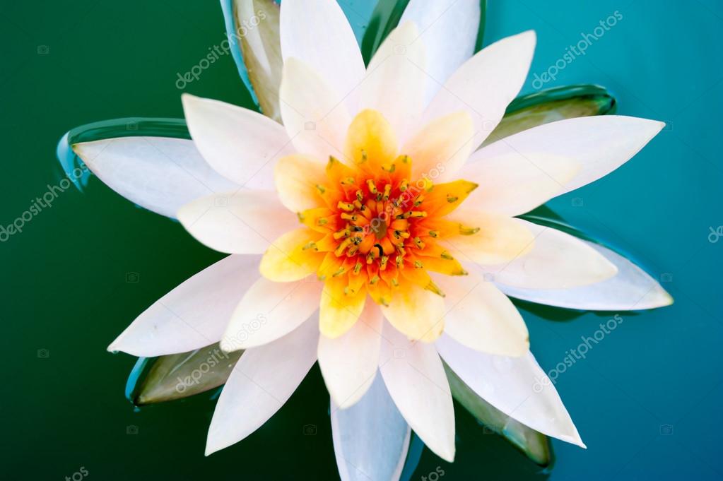 Close up lotus flower or water lily in pond half blue and green 